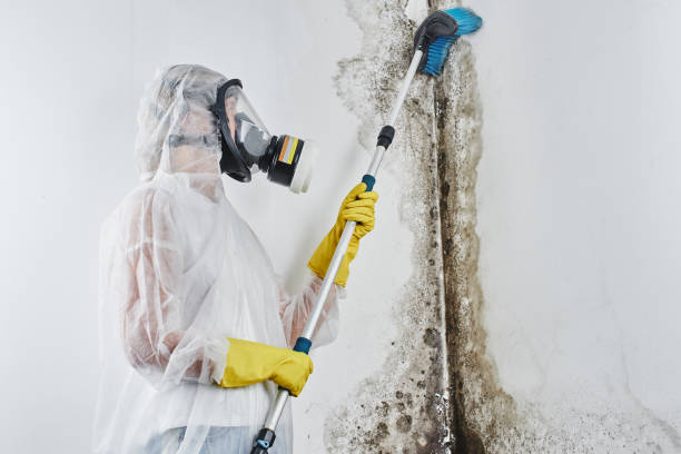 Attic Mold Removal in Arlington Heights, IL