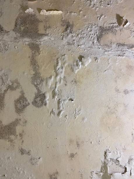 Best Office Mold Removal Services  in Arlington Heights, IL