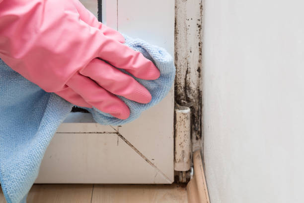 Professional Mold Removal in Arlington Heights, IL